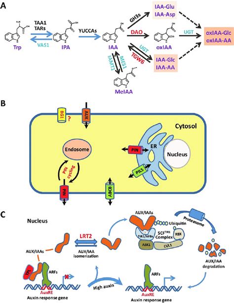 Auxin Biosynthesis Pathway