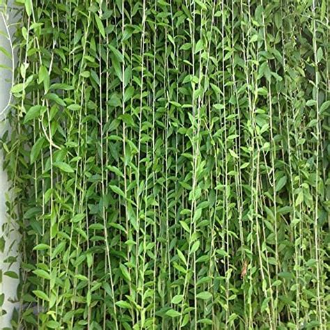 Green Paradise Curtain Creeper parda vel Vernonia elaegnifolia Live Plant (in polybag) : Amazon ...