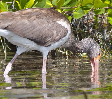 Bird In Everything: Birds Of Florida Identification