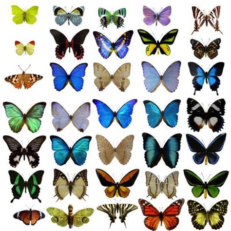 Butterfly Wing Patterns - ClipArt Best