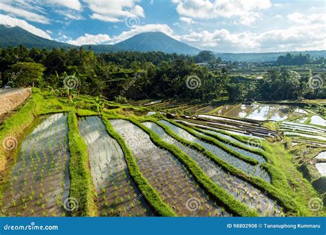 Jatiluwih Rice Terraces stock photo. Image of landscape - 98802908