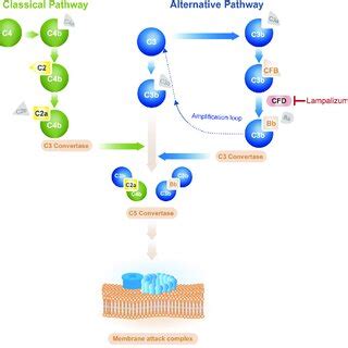 Overview of the complement pathways. C2 ¼ complement component 2; C3 ¼ ...