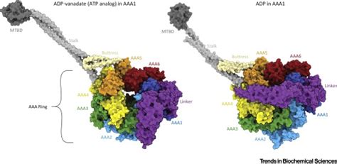 How Dynein Moves Along Microtubules: Trends in Biochemical Sciences