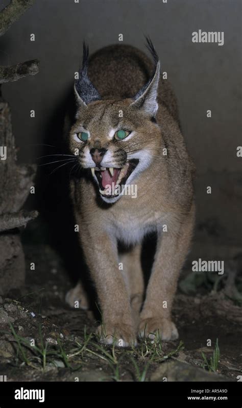 CARACAL CAT HISSING Stock Photo - Alamy