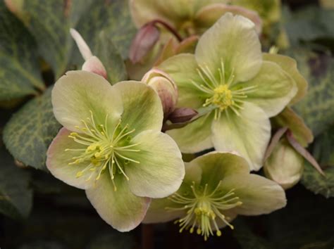 Hellebores | The World's Best Gardening Blog