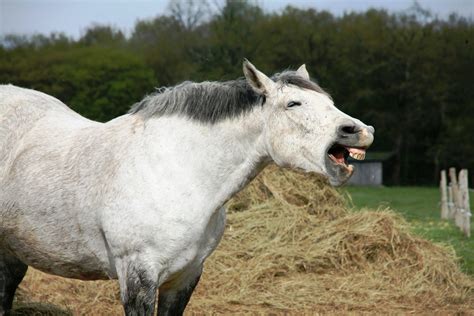 When Do Horses Lose Their Baby Teeth? – HorseRoots