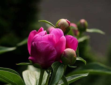 pink peony, blossom, fuchsia, paeonia, paeoniaceae, prennial, spring flower | Pikist