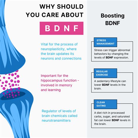 Best BDNF Supplements To Boost Brain Function