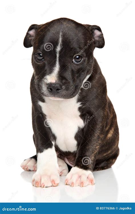 Amstaff puppy stock photo. Image of black, staff, pedigreed - 83776366