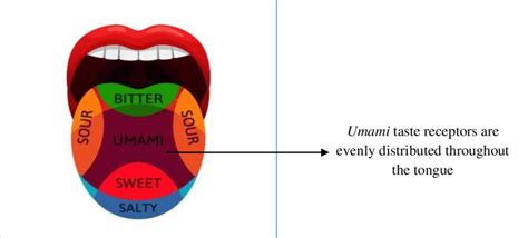 Location of Umami Taste Receptors on the Tongue | Download Scientific ...