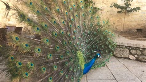 Indian Peacock Shake Beautiful Feathers. Stock Footage Video (100% Royalty-free) 24114919 ...