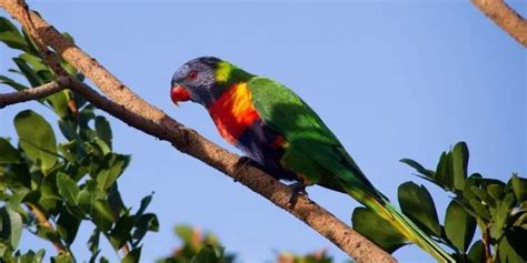 What You Must Do With Your Lost Parrot | Birds Coo