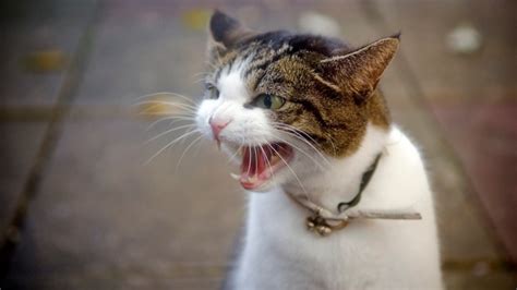 7 common cat behavior problems solved | PetsRadar