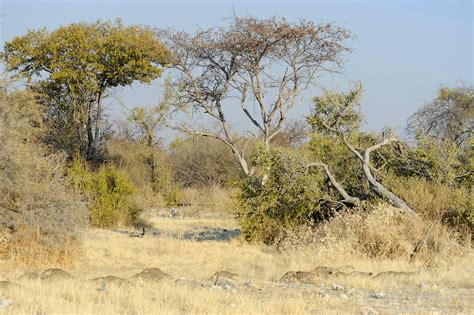 Banded Mongoose (1) | Etoscha | Pictures | Namibia in Global-Geography