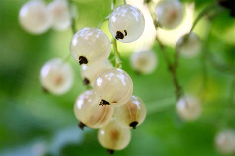 How To Grow White Currants - Dreamley