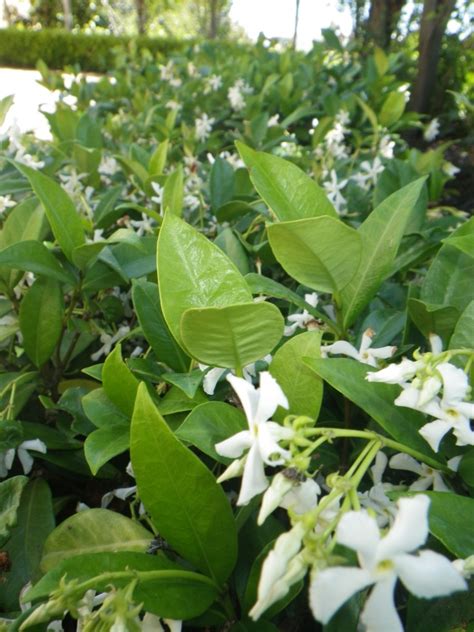 Chinese Star Jasmine hedged - Landsdale Plants