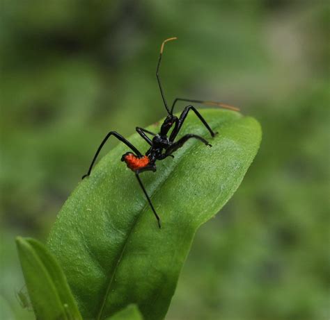 File:Wheel Bug Arilus cristatus Nymph 2053px.jpg - Wikipedia, the free ...