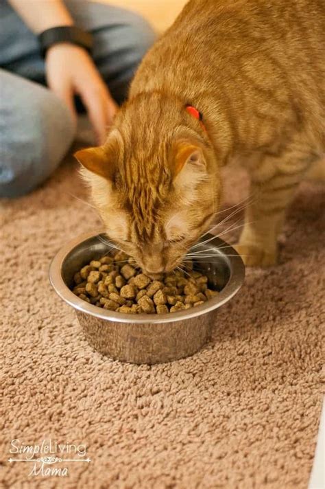 Why We Switched to IAMS™ Cat Food - Simple Living Mama