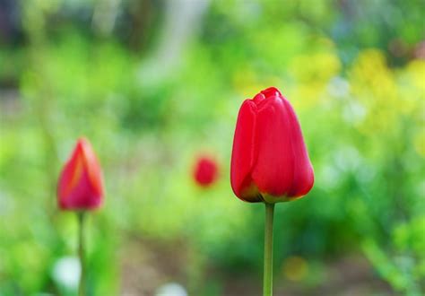 Premium Photo | Tulips in the garden