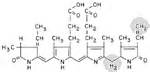 Divisional Characteristics and Background of Rhodophyta