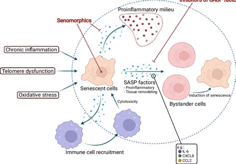 Cellular senescence in neuroinflammation. Different triggers may ...