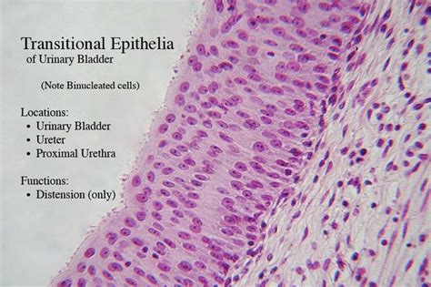 transitional epithelium