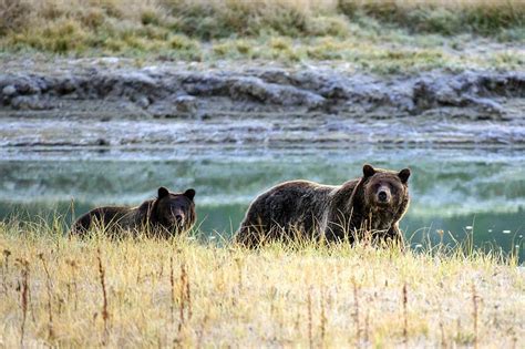 Federal judge restores grizzly protections, canceling bear hunt - Round River Conservation Studies