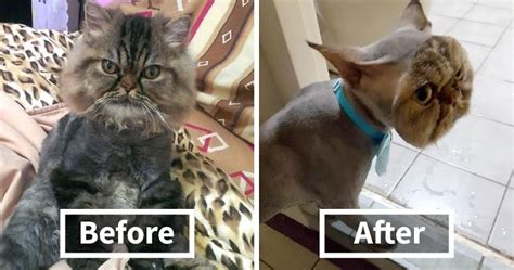 Owner Surprised After Taking Her Cat To A Groomer | Bored Panda