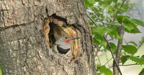 Woodpecker Behavior - AnimalBehaviorCorner