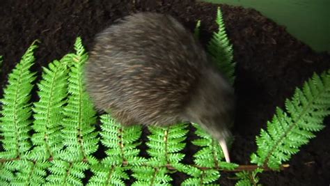 Hatching New Zealand Kiwi Bird Chicks Stock Footage Video (100% Royalty-free) 1027672508 ...