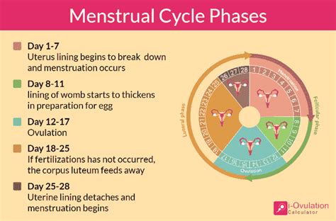 Hals Komponente Pracht calculate ovulation Herde Geldleihe Unprätentiös