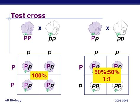 PPT - Chapter 14. Mendel & Genetics PowerPoint Presentation, free ...