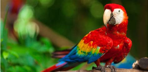 25 Beautiful Birds in the Amazon Rainforest - Green Global Travel