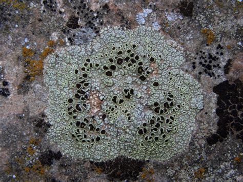 David Magney - Crustose Lichens