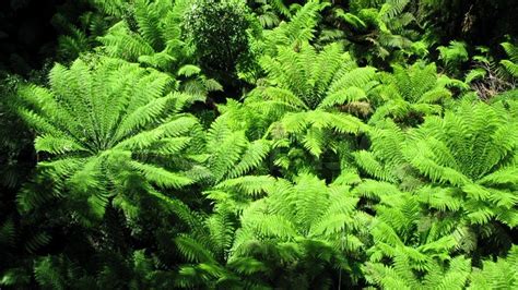 Tree ferns, Cyatheales, in an ... | Stock image | Colourbox