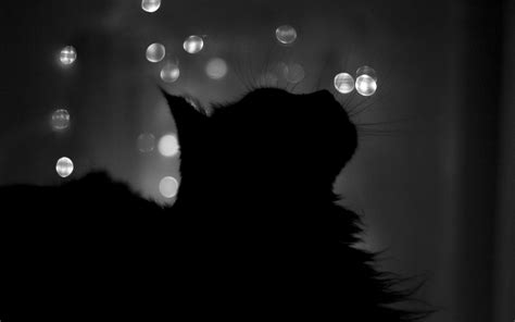 Black Cat Screensavers and Wallpaper - WallpaperSafari