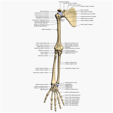 Lower Arm Bones Diagram