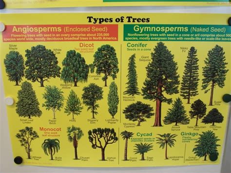 Types Of Trees Types Of Trees Related Keywords Amp Suggestions Types Of Trees | Tree, Rose trees ...