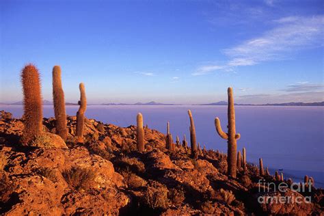 Salar de Uyuni and Cacti at Sunrise Photograph by James Brunker - Pixels