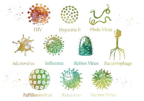 Diagram showing different kinds of viruses Digital Art by Erzebet S | Fine Art America