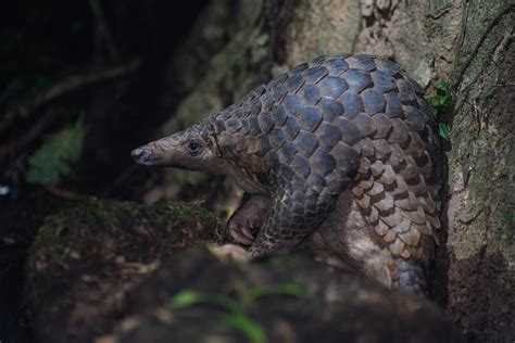 Sunda pangolin (Manis javanica)