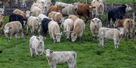 Scientists are worried about the rise in methane emissions as the world heats up and 'cows in ...