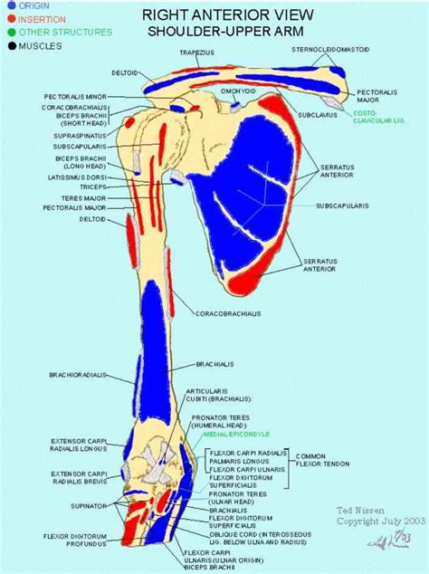 Posterior Shoulder Tendon Anatomy / Joints and Ligaments - Anatomy And ...