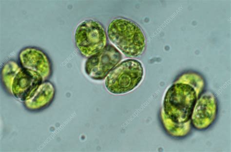 Chlorella algae - Stock Image - B302/0267 - Science Photo Library