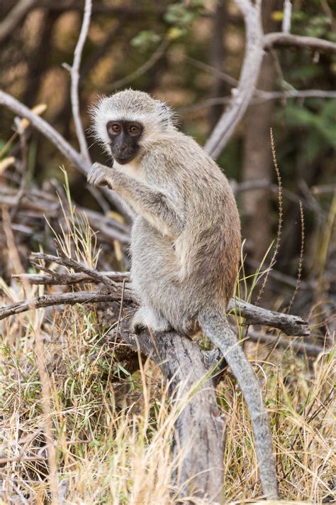 Safari in Pilanesberg National Park - The Hauns in Africa