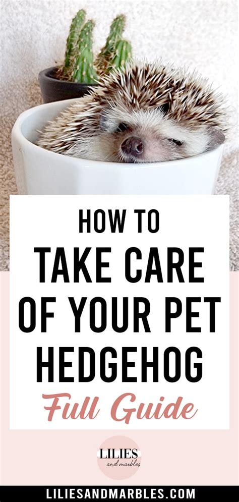 How To Take Care Of Your Pet Hedgehog - FULL GUIDE – Lilies And Marbles