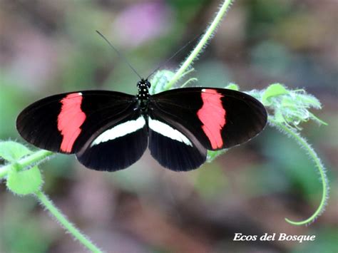 Heliconius melpomene rosina | Ecos del Bosque