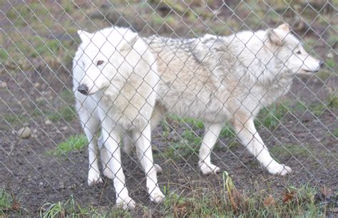 Wolf Haven Welcomes Two New Residents as It Seeks Companions for Aging Wolves | The Daily Chronicle