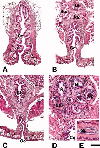 Cloacal Morphology in Bolitoglossa nicefori (Caudata: Plethodontidae): Variation During the ...