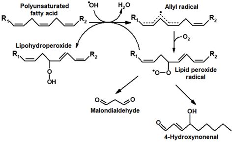 IJMS | Free Full-Text | Malondialdehyde as an Important Key Factor of ...